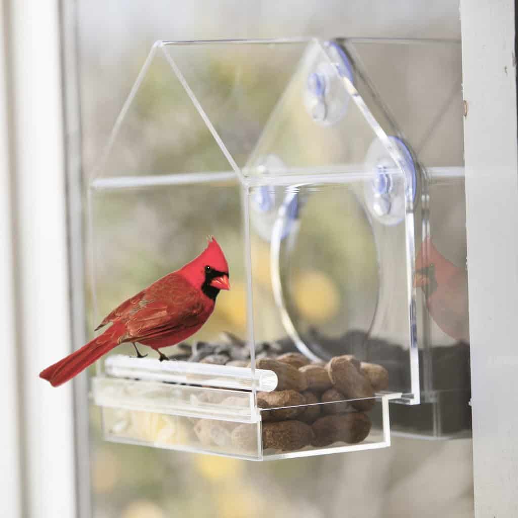 Clear Bird House from Birds-I-View Feeder
