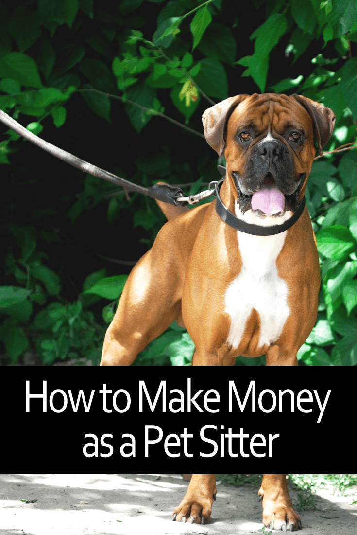 how-to-make-money-as-a-pet-sitter-enza-s-bargains